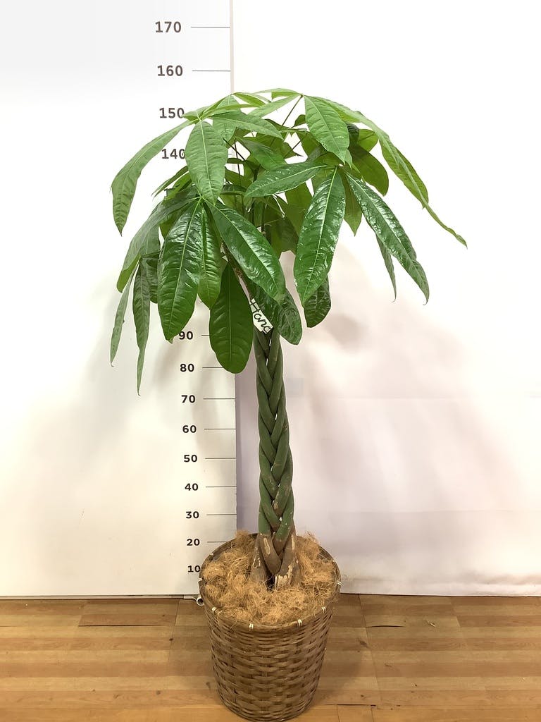 観葉植物 パキラ 10号 ねじり 竹バスケット 付き | 観葉植物なら