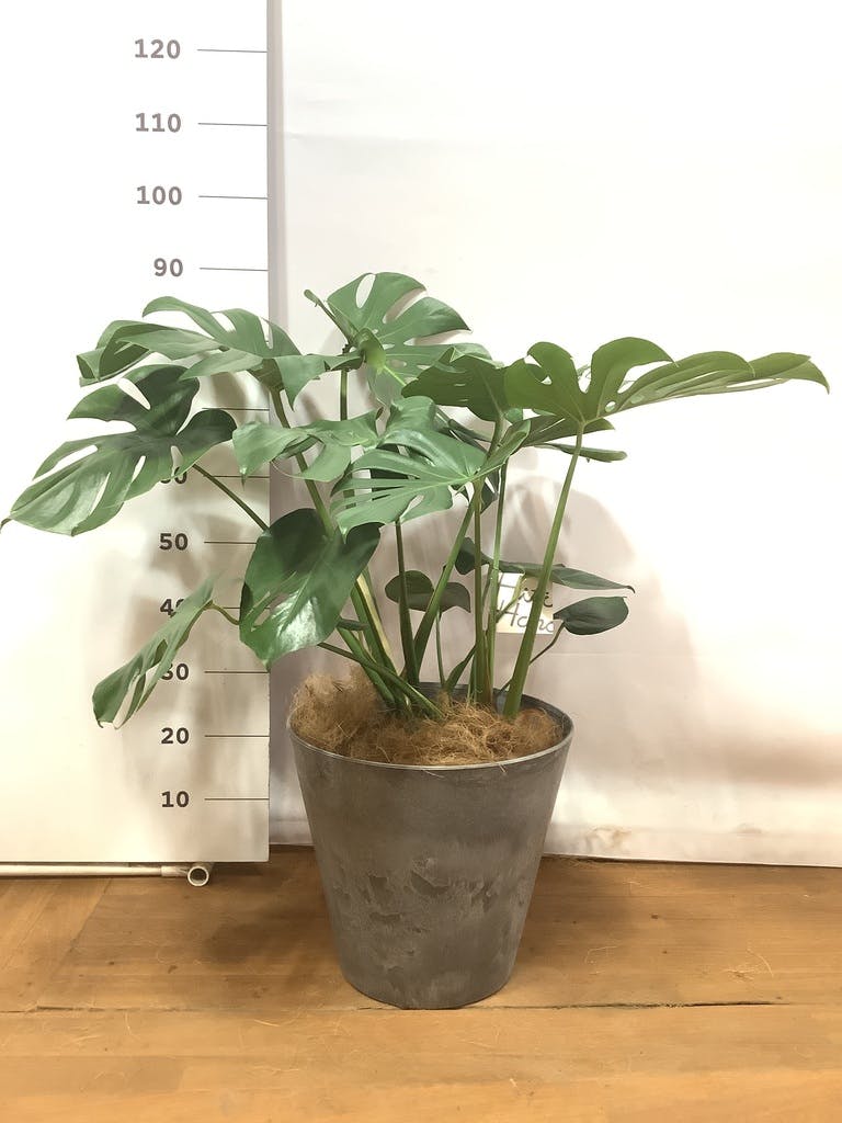 観葉植物 モンステラ 8号 ボサ造り プラスチック鉢 | 観葉植物なら
