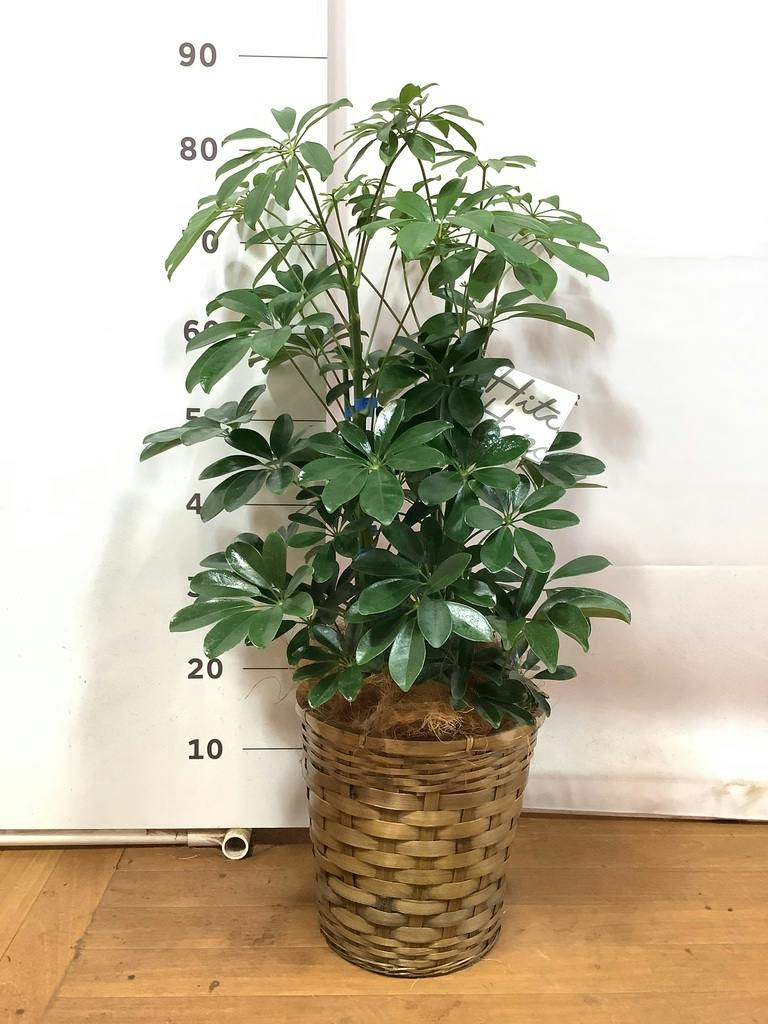 観葉植物 シェフレラ（カポック） 7号 ノーマル 竹バスケット VK-07