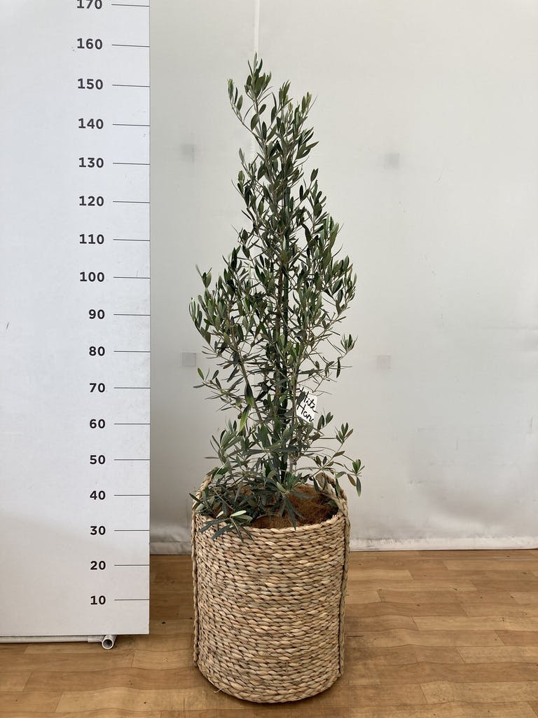 観葉植物 オリーブの木 10号 チプレッシーノ LushBasket(ラッシュ