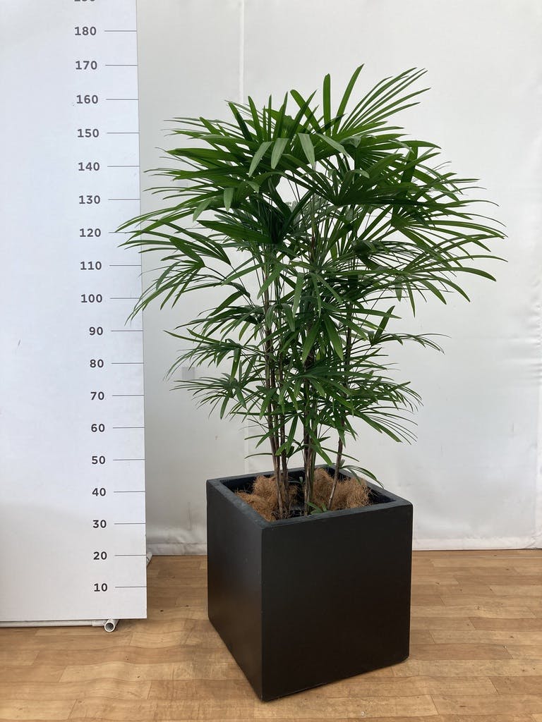 観葉植物 シュロ竹約1.5メートル 黒鉢 観葉植物 シュロチク（棕櫚竹） 10号 ベータ キューブプランター
