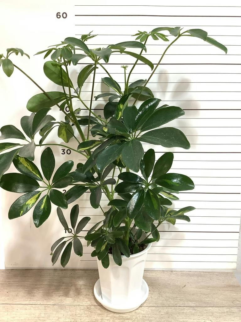 観葉植物 シェフレラ（カポック） 4号 斑入り ハンネ 16 R オレンジ