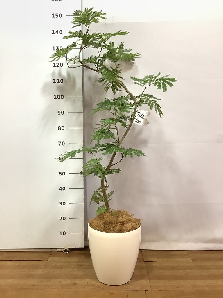 観葉植物 エバーフレッシュ 8号 曲り ラスターポット 付き | 観葉植物