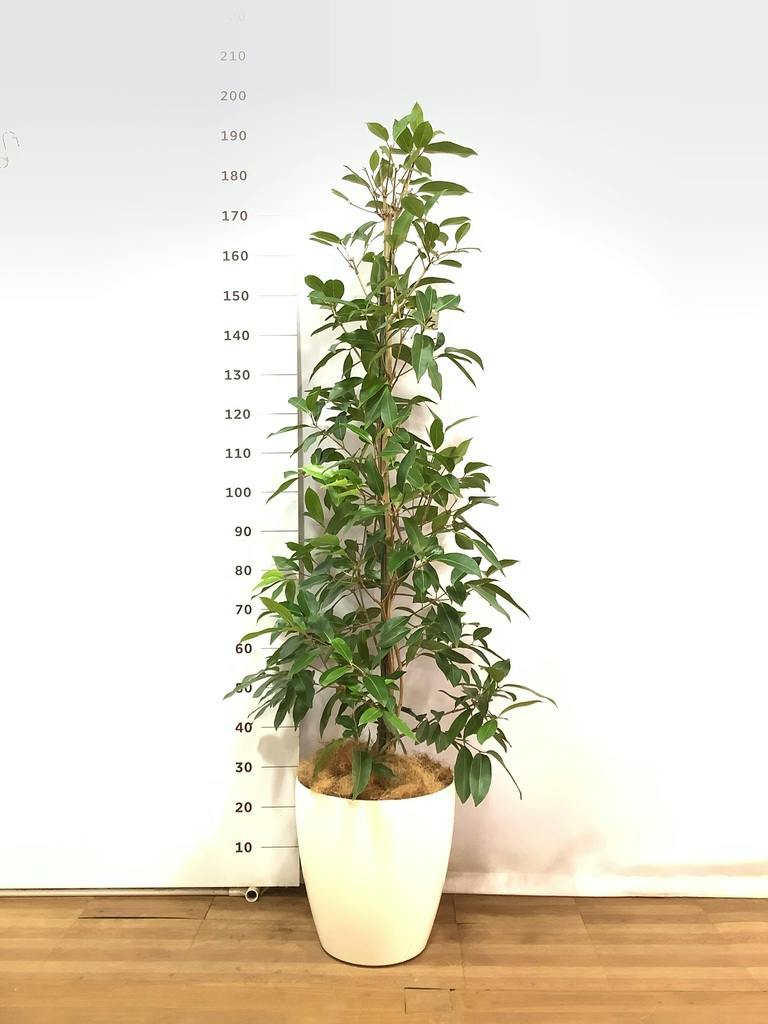 観葉植物 アマゾンオリーブ (ムラサキフトモモ) 10号 ラスターポット