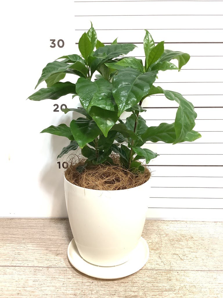 観葉植物 コーヒーの木 4号 プラスチック鉢 | 観葉植物ならHitoHana
