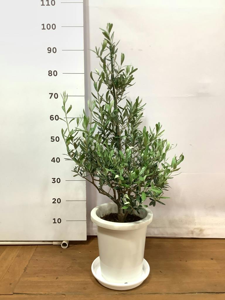 観葉植物 オリーブの木 8号 コラティーナ (コラチナ) プラスチック鉢