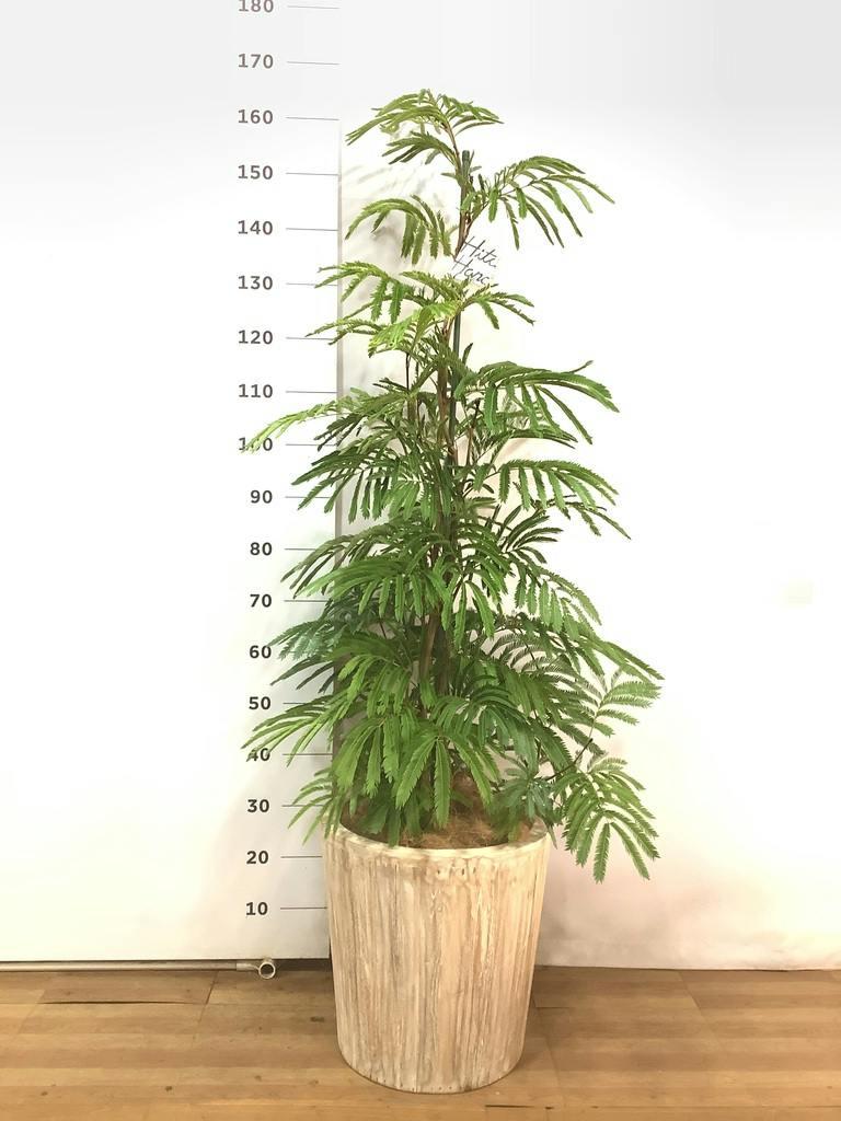 観葉植物 エバーフレッシュ 10号 ボサ造り プラスチック鉢 | 観葉植物