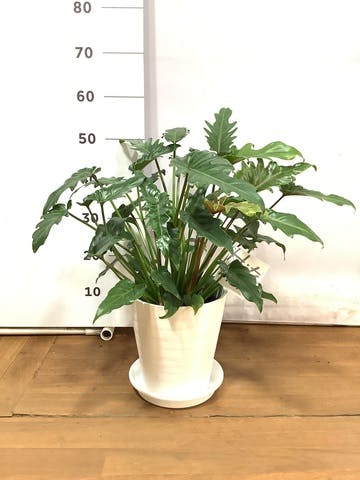 観葉植物 フィロデンドロン 7号 オージー（クッカバラ）プラスチック鉢