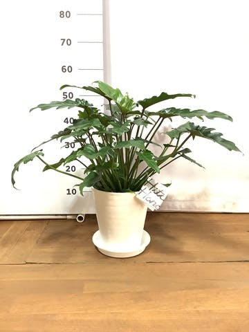 観葉植物 フィロデンドロン 7号 オージー（クッカバラ）プラスチック鉢