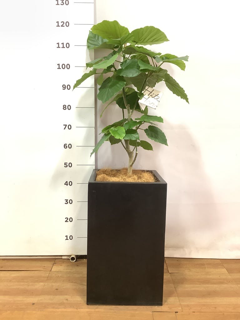観葉植物 フィカス ウンベラータ 8号 ノーマル セドナロング 墨