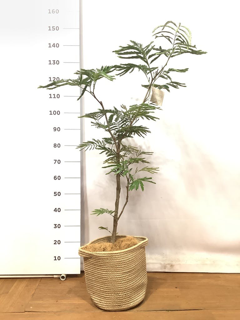 エバーフレッシュ ８号140cm S-shaped 観葉植物 エバーフレッシュ 8号 ボサ造り リブバスケットNatural