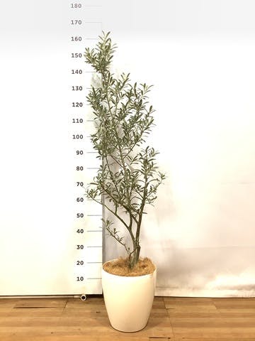 観葉植物 オリーブの木 8号 ワンセブンセブン ラスターポット 付き