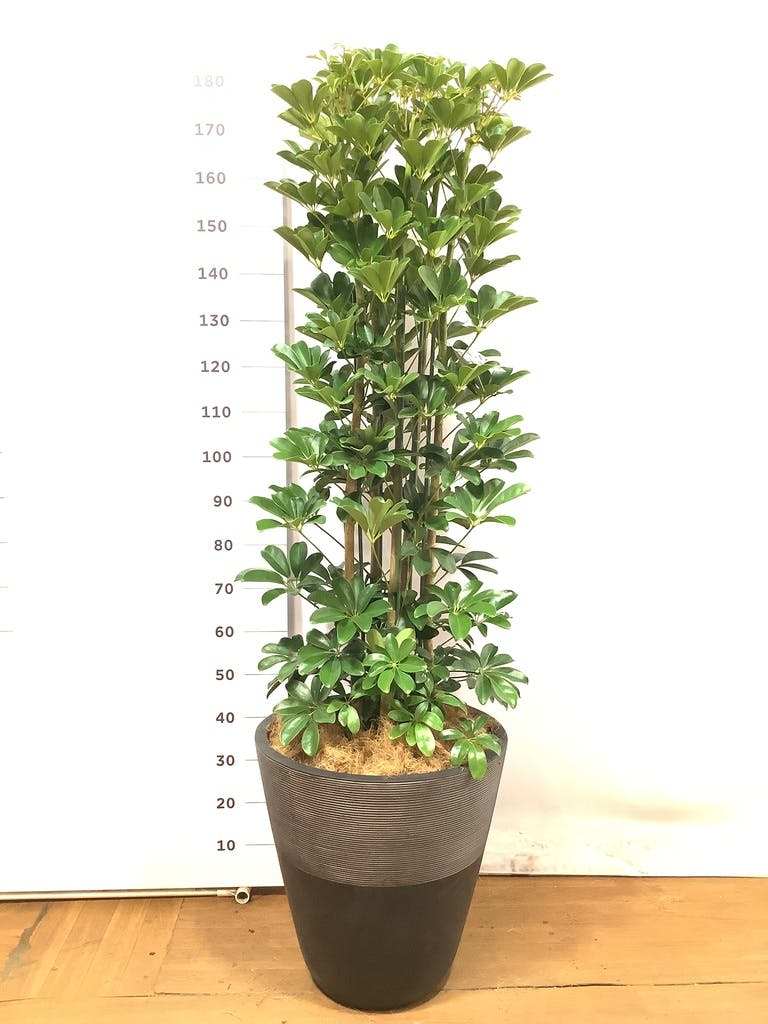【くろちゃん⚠東京都→剪定希望】シェフレラカポックホンコン 10号鉢 okabegreen_ss-154-7