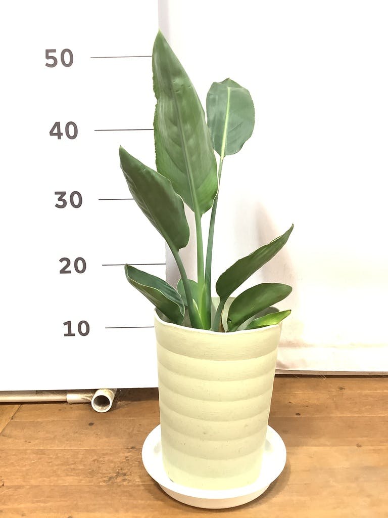 観葉植物 ストレリチア (ストレチア) レギネ 6号 プラスチック鉢