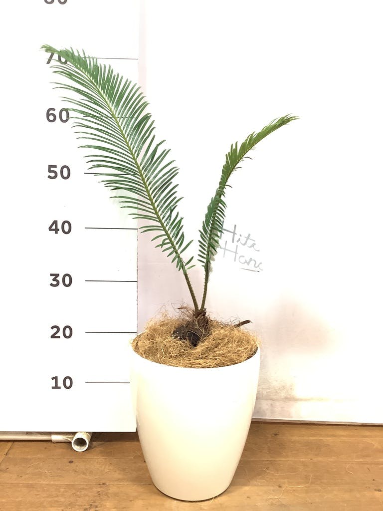 格安SALEスタート】 ソテツ 15cmポット 5こセット⑥ 植物/観葉植物