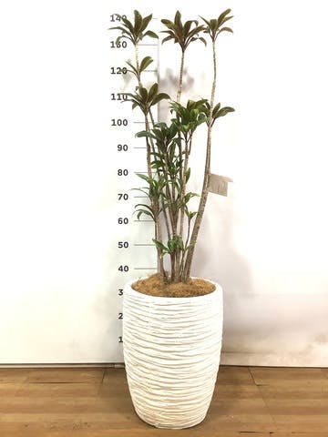 観葉植物 ドラセナ パープルコンパクタ 8号 サン ミドル リッジ 白 付き