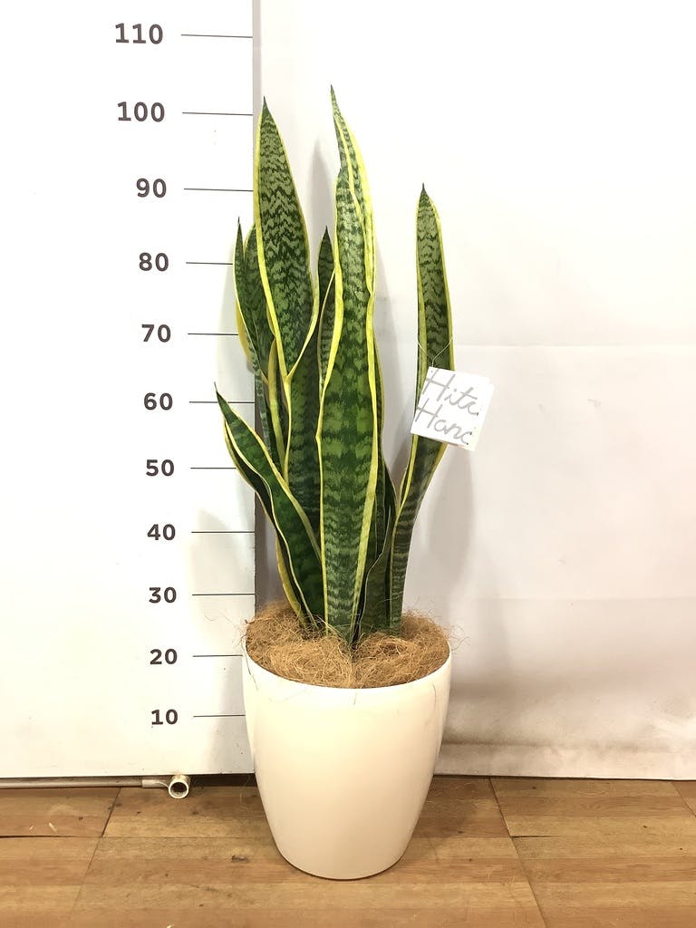観葉植物 サンスベリア 8号 トラノオ ベータ キューブプランター
