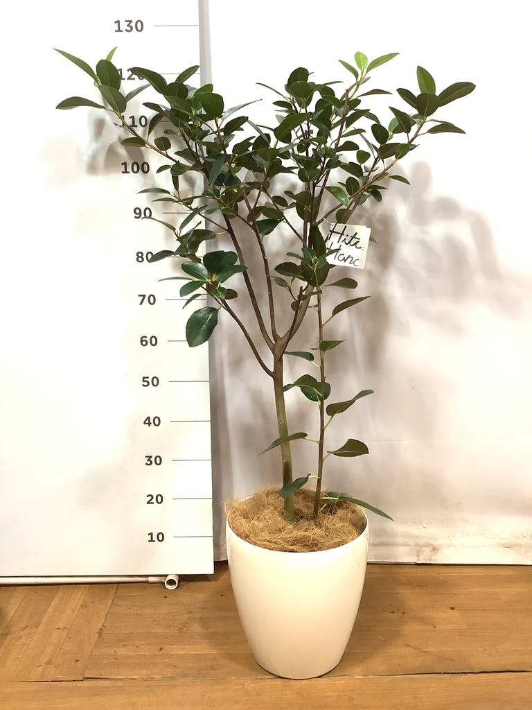 観葉植物ゴムの木 観葉植物 フランスゴムの木 8号 ノーマル ラスターポット 付き | 観葉