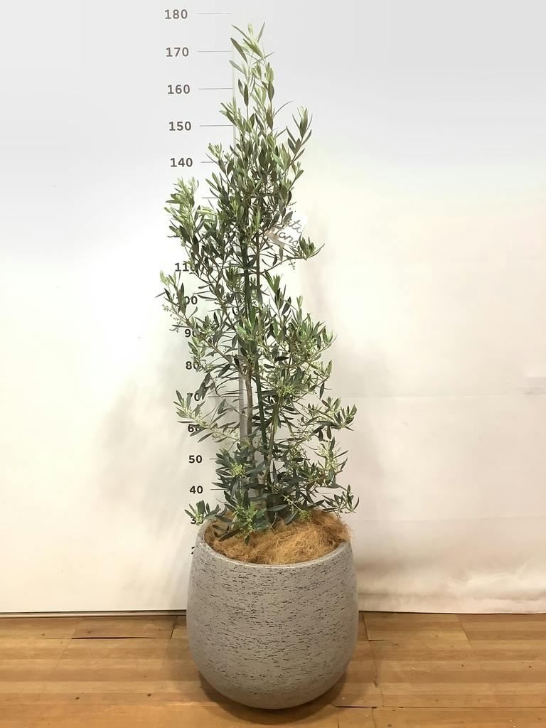 観葉植物 オリーブ 10号 チプレッシーノ ウッドプランター 付き | 観葉