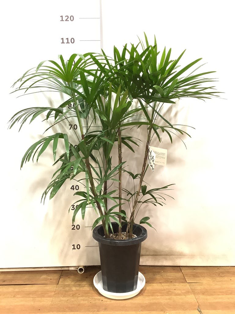 観葉植物 シュロチク（棕櫚竹） 8号 プラスチック鉢 | 観葉植物なら