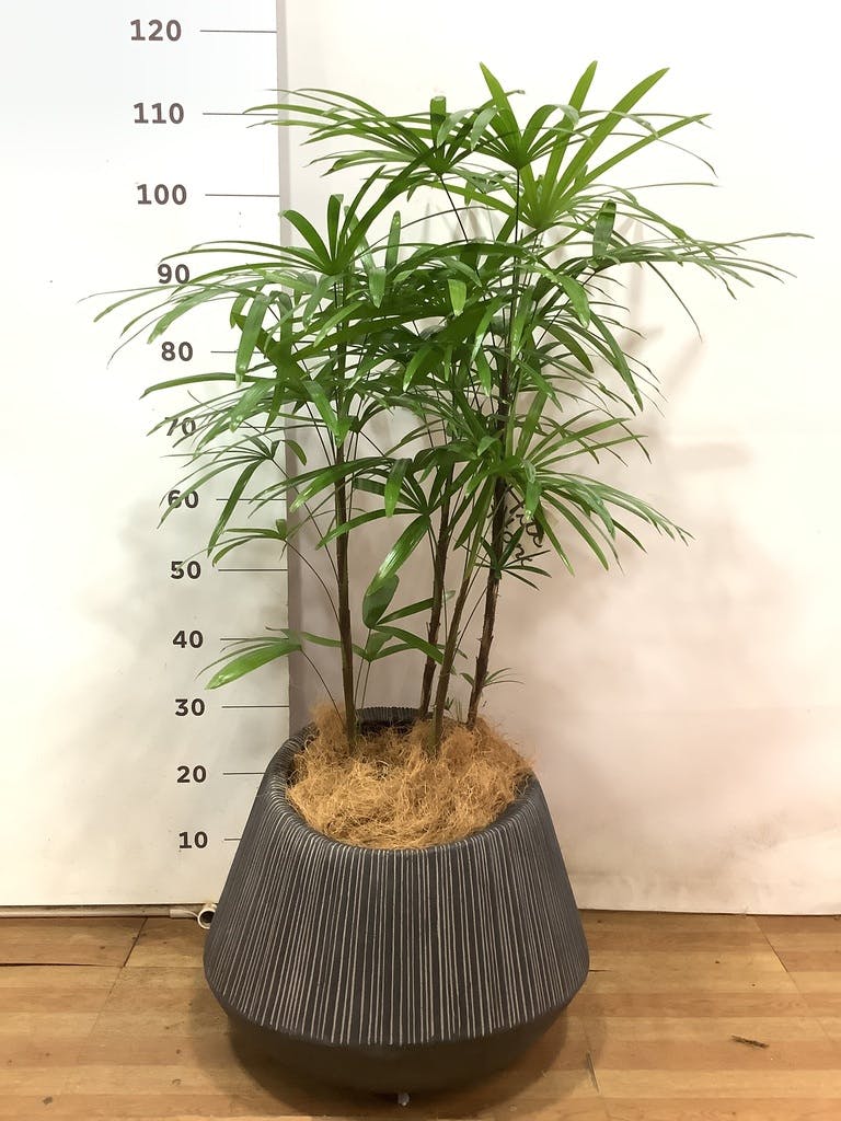 シュロチク　棕櫚竹　8号鉢　66 シュロチク 棕櫚竹 8号鉢 66