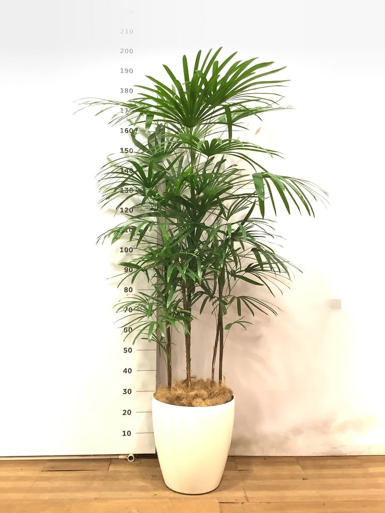 観葉植物 シュロチク（棕櫚竹） 10号 ブリティッシュキューブ 付き