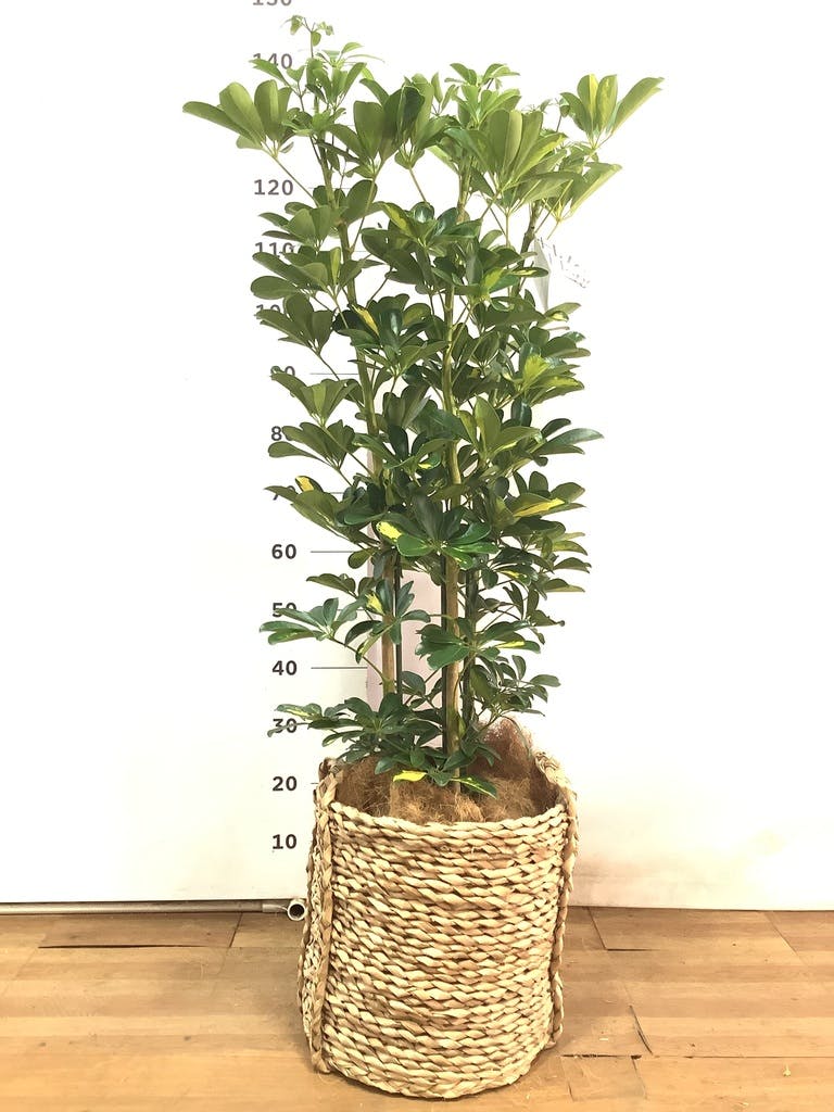 観葉植物 シェフレラ 【170cm】 9号 プラスチック鉢 #70764 ※1都3県