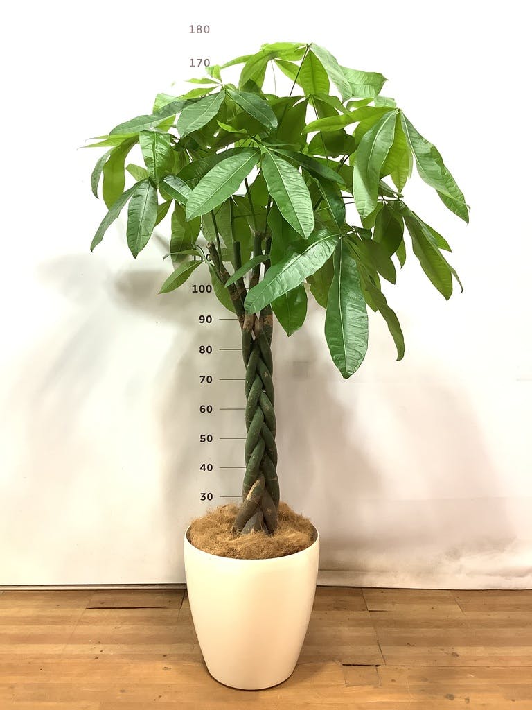 ⑤　パキラ　ネジリ　10号　特大苗木最高等級極上品‼️ ⑤ パキラ ネジリ 10号 特大苗木最高等級極上品‼️ ⑤ パキラ ネジリ 10