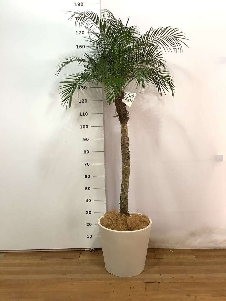フェニックスロベレニー（120センチ位） - 観葉植物