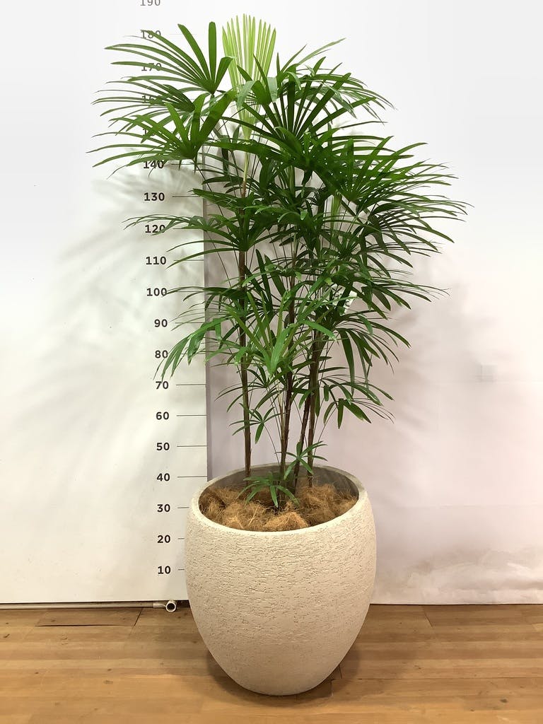 観葉植物 シュロチク（棕櫚竹） 10号 エコストーンLight Gray 付き