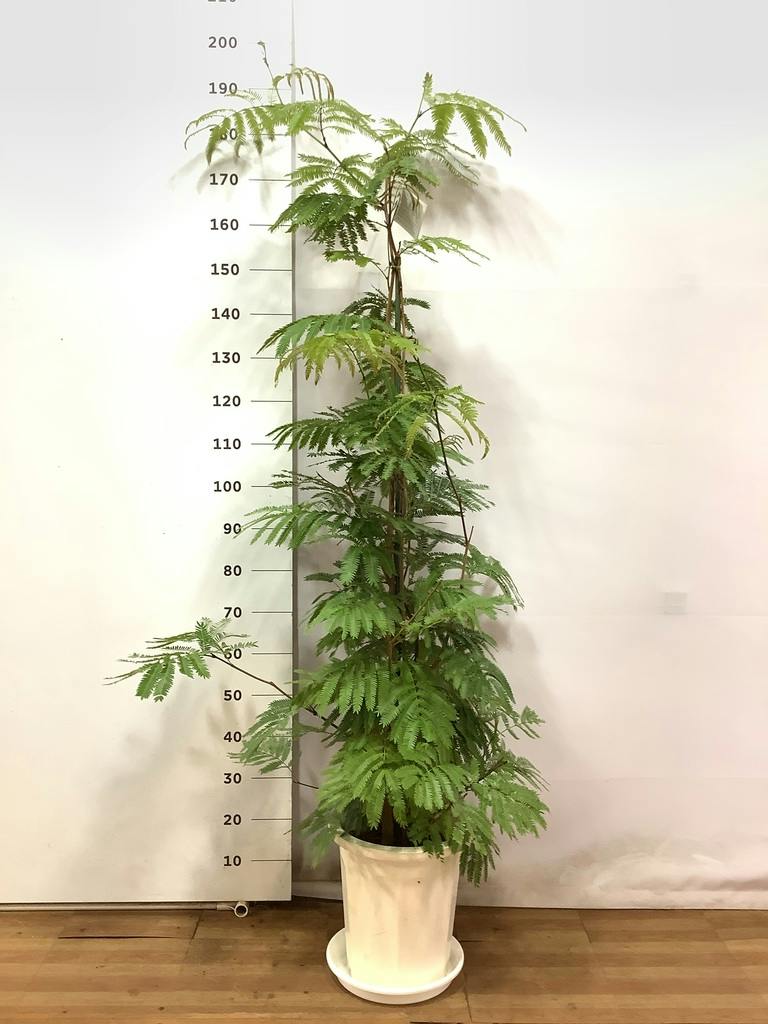 最終値下げ】観葉植物 エバーフレッシュ 【公式通販】