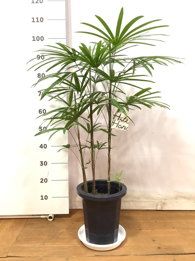 観葉植物 シュロチク（棕櫚竹） 8号 プラスチック鉢 | 観葉植物なら