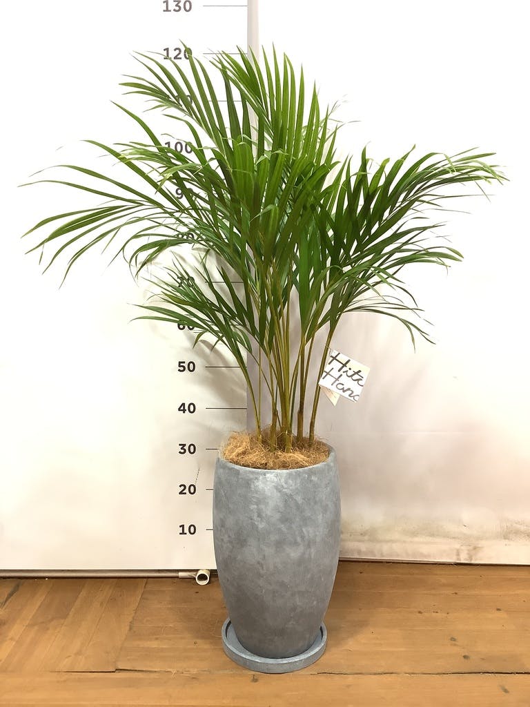 アレカヤシ 大型 | 観葉植物通販HitoHana(ひとはな)