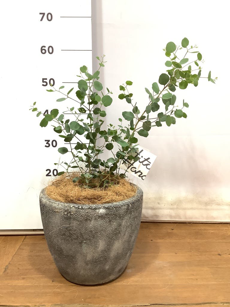 観葉植物 ユーカリ 6号 ポポラス（ポリアンセモス） プラスチック鉢