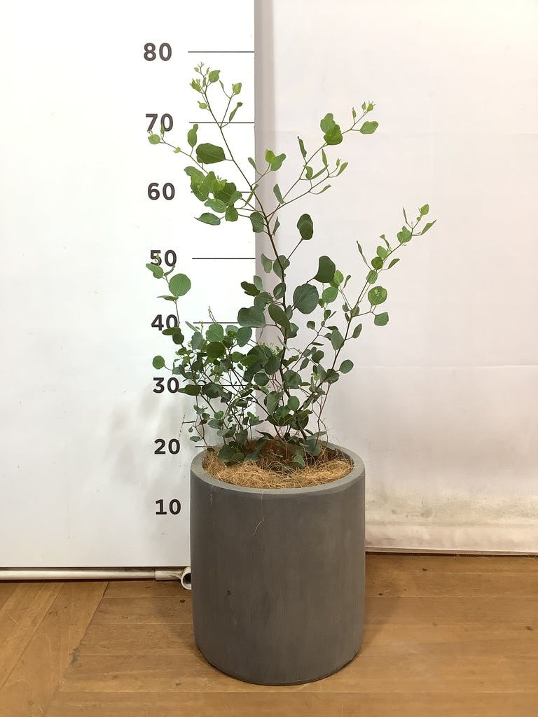 観葉植物 ユーカリ 6号 ポポラス（ポリアンセモス） ラスターポット