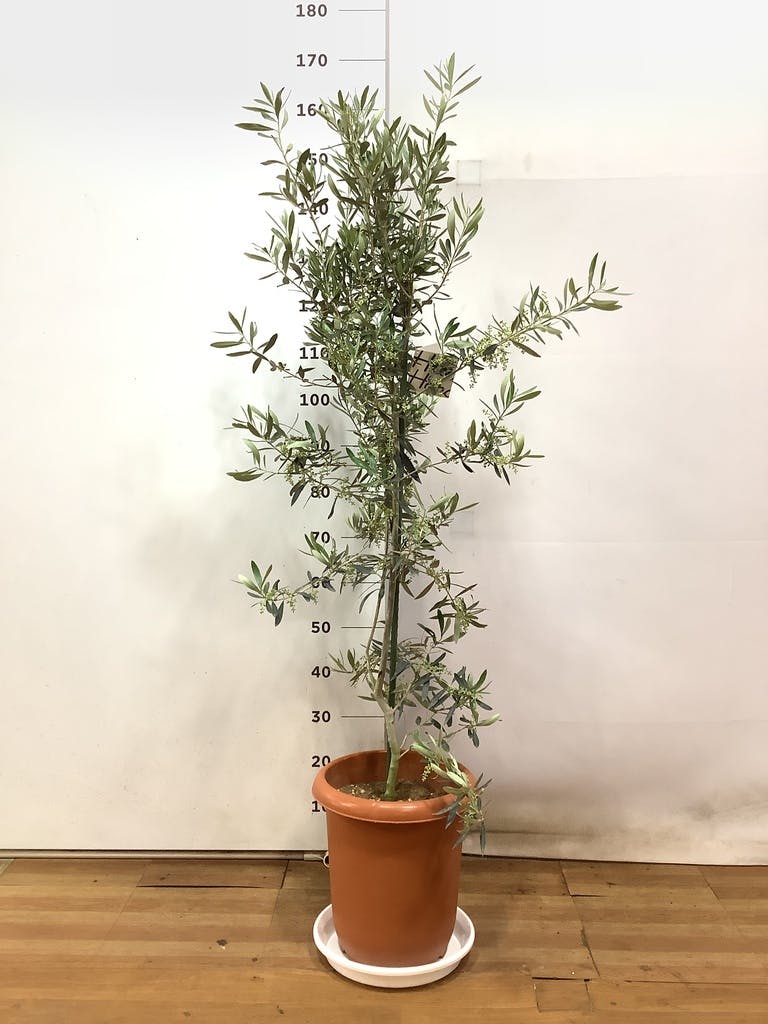 オリーブ ネバディロブランコ10号 160cm NO.106 人気品種 観葉植物観葉 