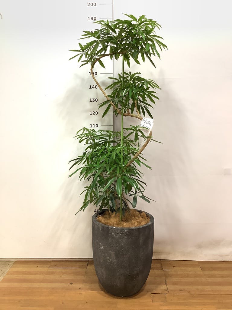 シェフレラ アンガスティフォリア 1点もの（現品・現物） | 観葉植物