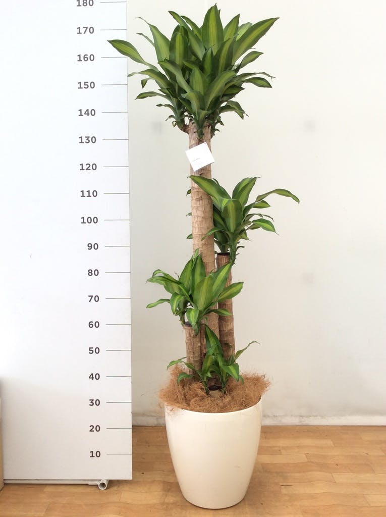 その他観葉植物 k_tropical 観葉植物 ドラセナ ソング オブ インディア 10号 キューブ