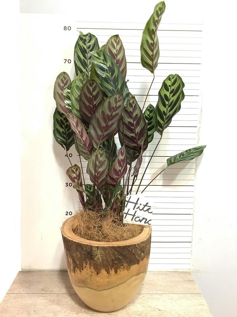 カラテア マコヤナ | 観葉植物の通販ならHitoHana（ひとはな）