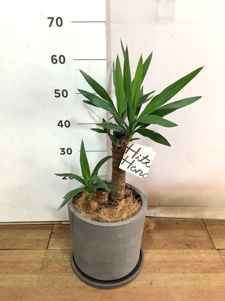 観葉植物 ユッカ 6号 ノーマル ストーンウェア セラミック シリンダー