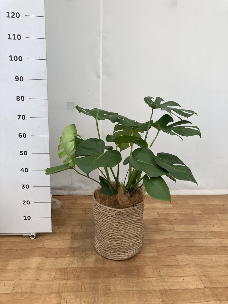 観葉植物 モンステラ 8号 ボサ造り ビトロ エンデカ クリーム アイアン