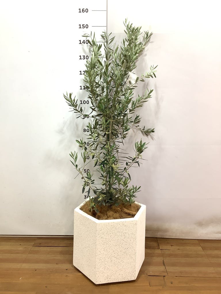 観葉植物 オリーブの木 10号 チプレッシーノ コーテス ヘックス