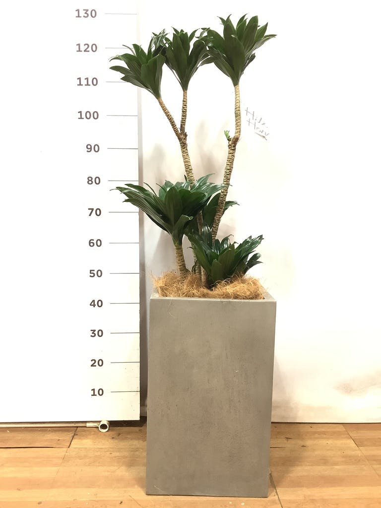 観葉植物 ドラセナ コンパクター 8号 セドナロング グレイ 付き