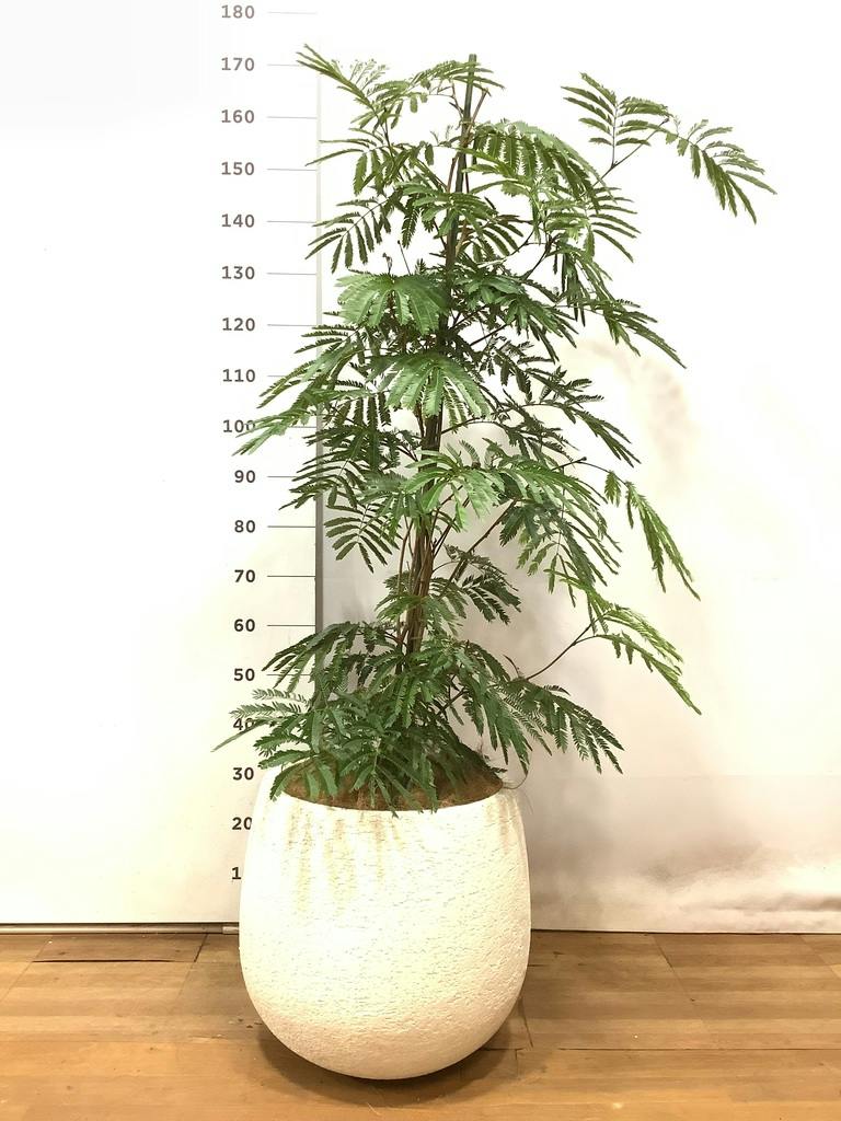 観葉植物 エバーフレッシュ 【190cm】 10号 ねじり #72652 ※1都3県配送