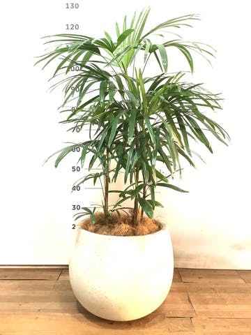 観葉植物 シュロチク（棕櫚竹） 8号 テラニアス ローバルーン アンティークホワイト 付き