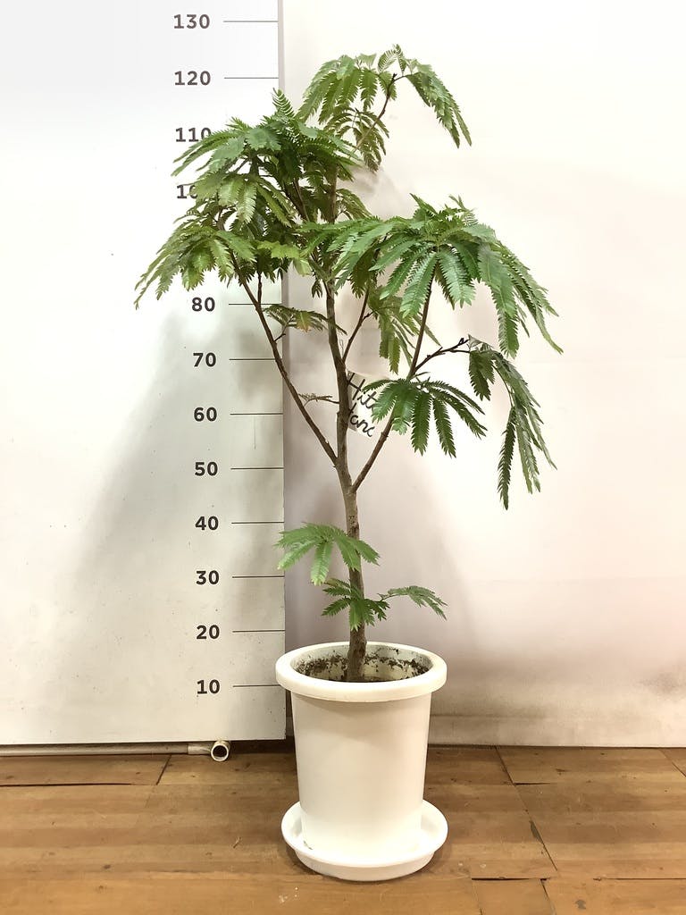 観葉植物 エバーフレッシュ 8号 ボサ造り エディラウンド グレイ 付き