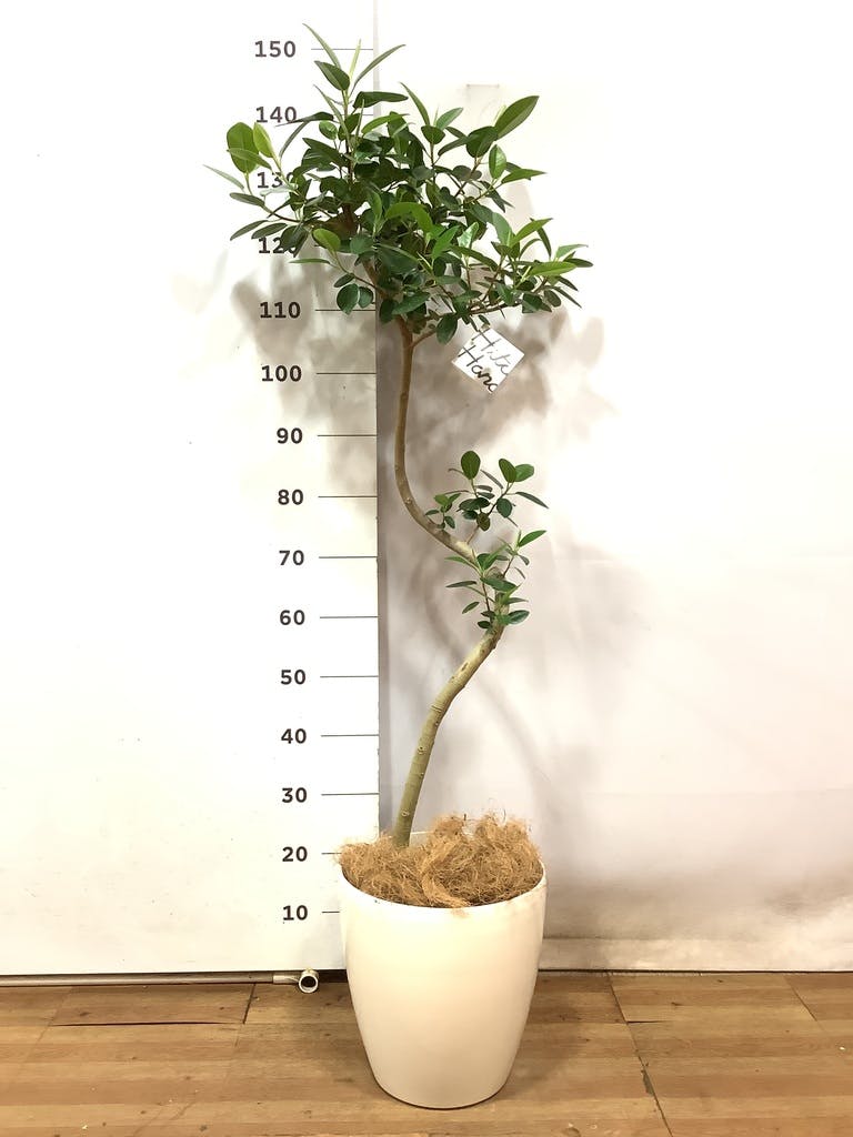 曲がりのウンベラータ 8号 現品 150センチ （一点もの】観葉植物