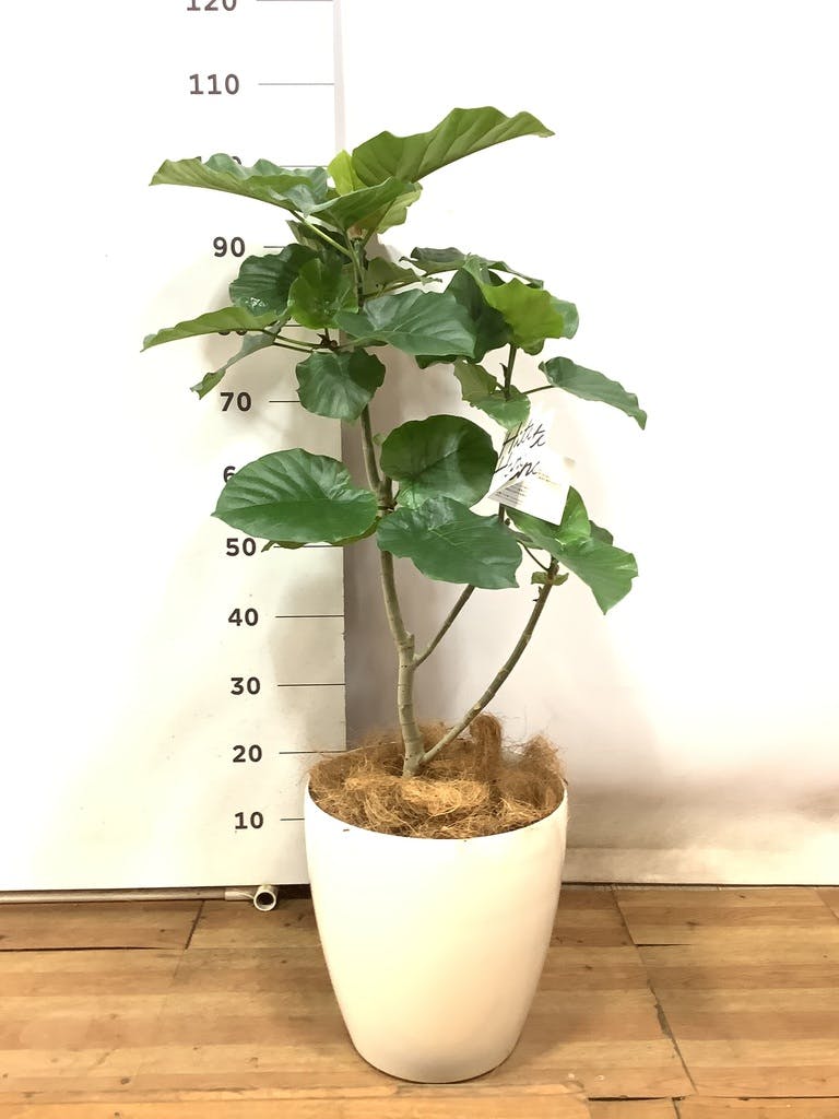 ［現品］※売約済※ 法人　7番　フィカス　ウンベラータ　8号　観葉植物　室内 観葉植物 フィカス ウンベラータ 8号 ノーマル ラスターポット 付き