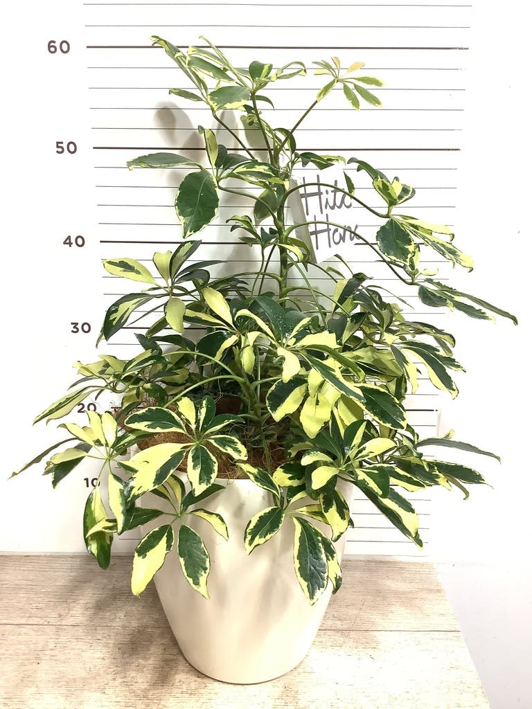 観葉植物 シェフレラ 【170cm】 9号 プラスチック鉢 #70764 ※1都3県