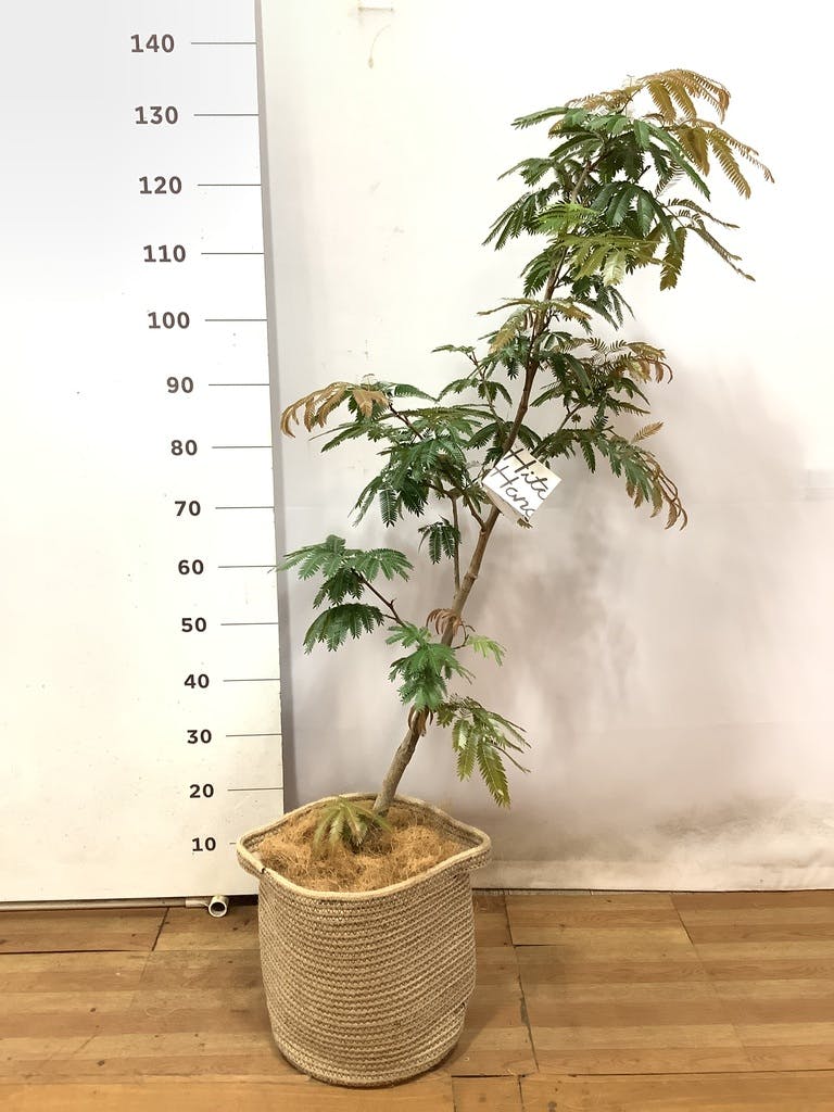観葉植物 エバーフレッシュ 8号 ボサ造り リブバスケットNatural